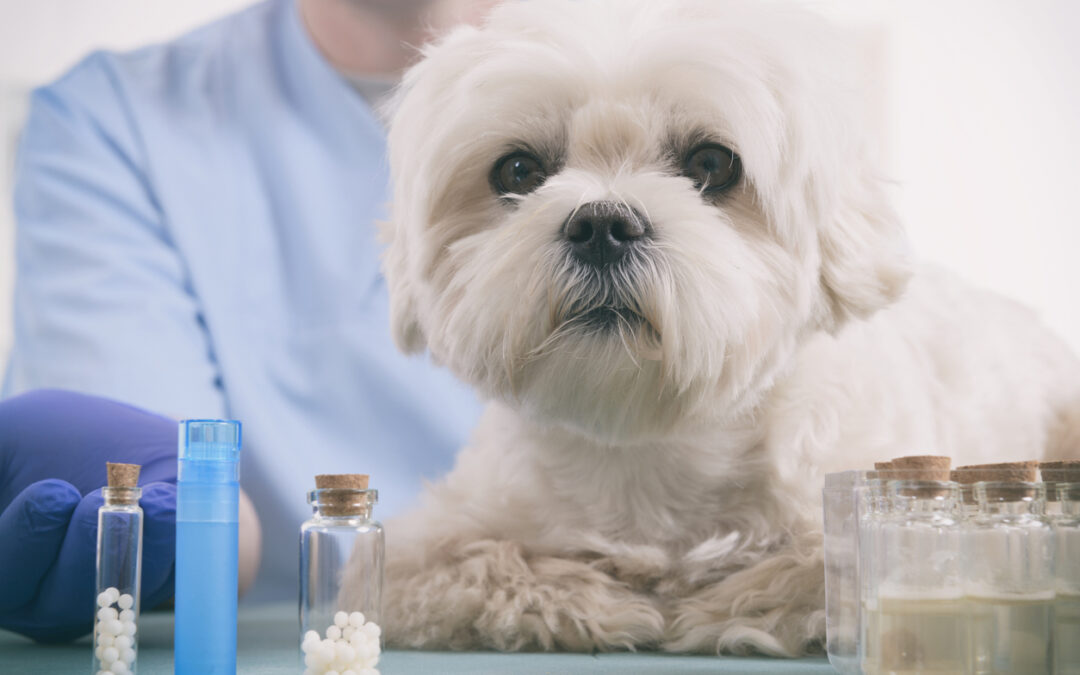 DrogaVET planeja internacionalizar o negócio com soluções em nuvem da GoTo